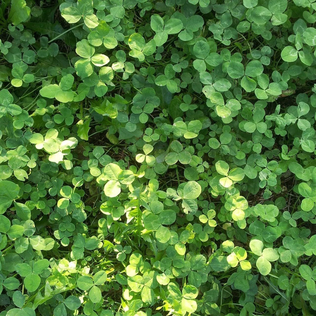 White Dutch Clover 200g