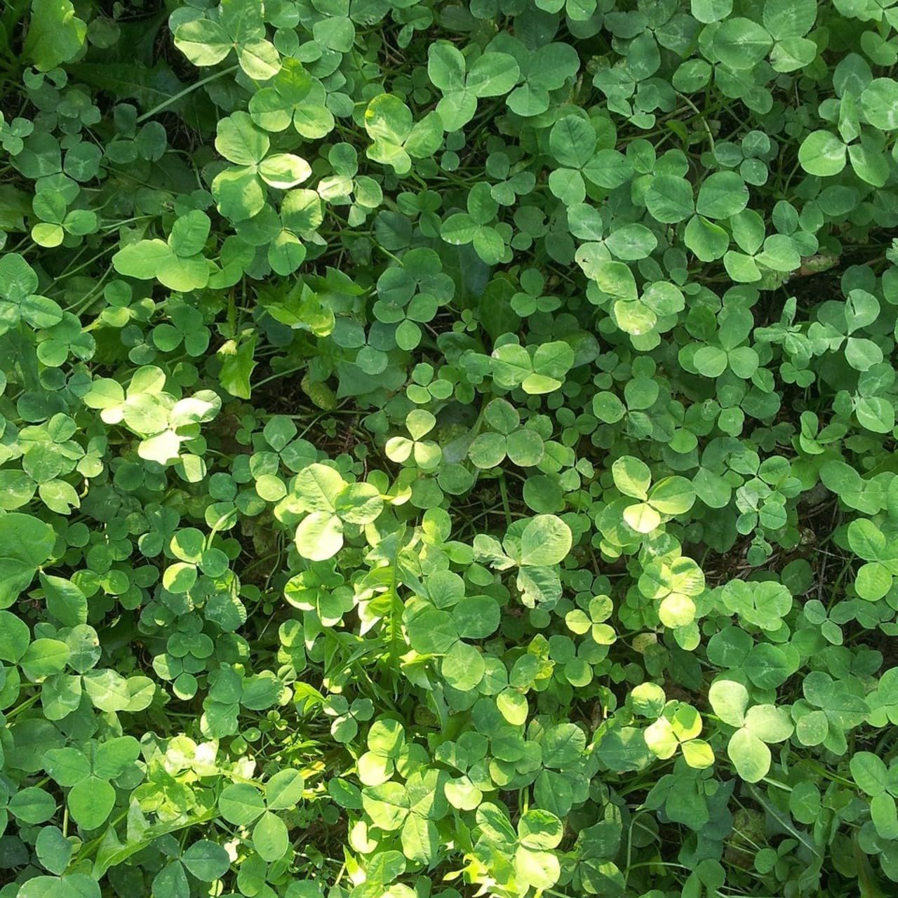 White Dutch Clover 200g