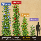 4 Flowering Vines Variety Pack – Climbing Flowers up to 12 to 16 ft (3.6 to 4.9 m)