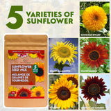 Mixed Sunflower Seed – 5 varieties – 25g