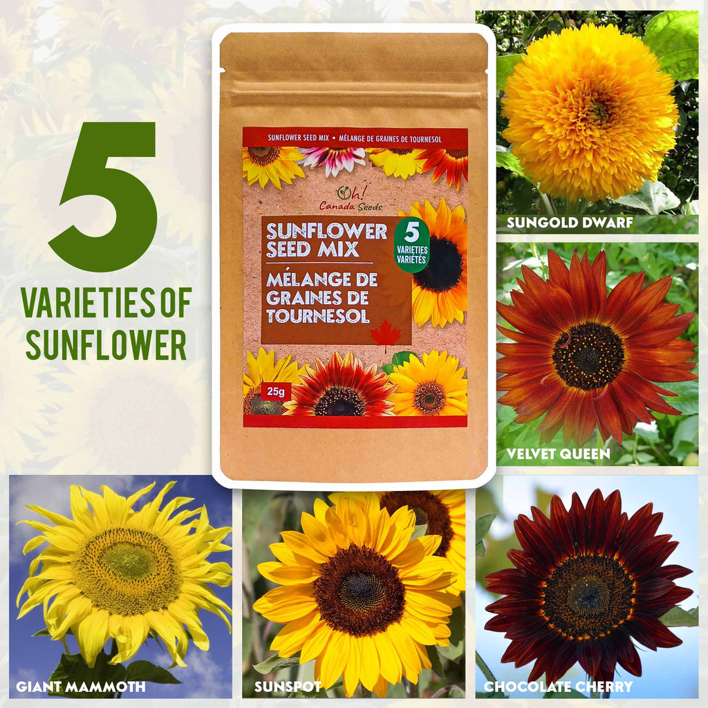 Mixed Sunflower Seed – 5 varieties – 25g