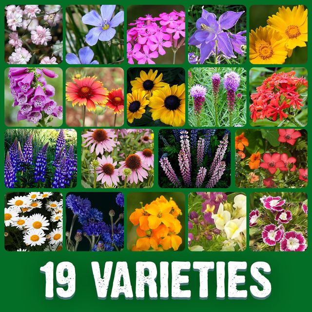 canadian flower seeds Canadian Wildflower Seed Mix – 19 Annual & Perennial Varieties – 100g