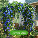4 Flowering Vines Variety Pack – Climbing Flowers up to 12 to 16 ft (3.6 to 4.9 m)