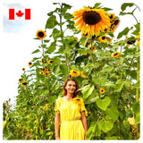 Giant Mammoth Sunflower Seed Megapack – 300 Seeds of Spectacular Blooms