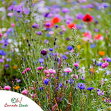 Canadian Wildflower Seed Mix – 19 Annual & Perennial Varieties – 100g