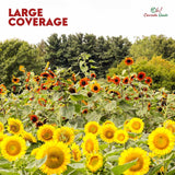 Sunflower Seed Variety Pack – 5 Beautiful Sunflower Types