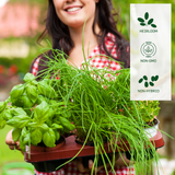 10 Herb Variety Pack - 10 Container Herbs Variety Pack