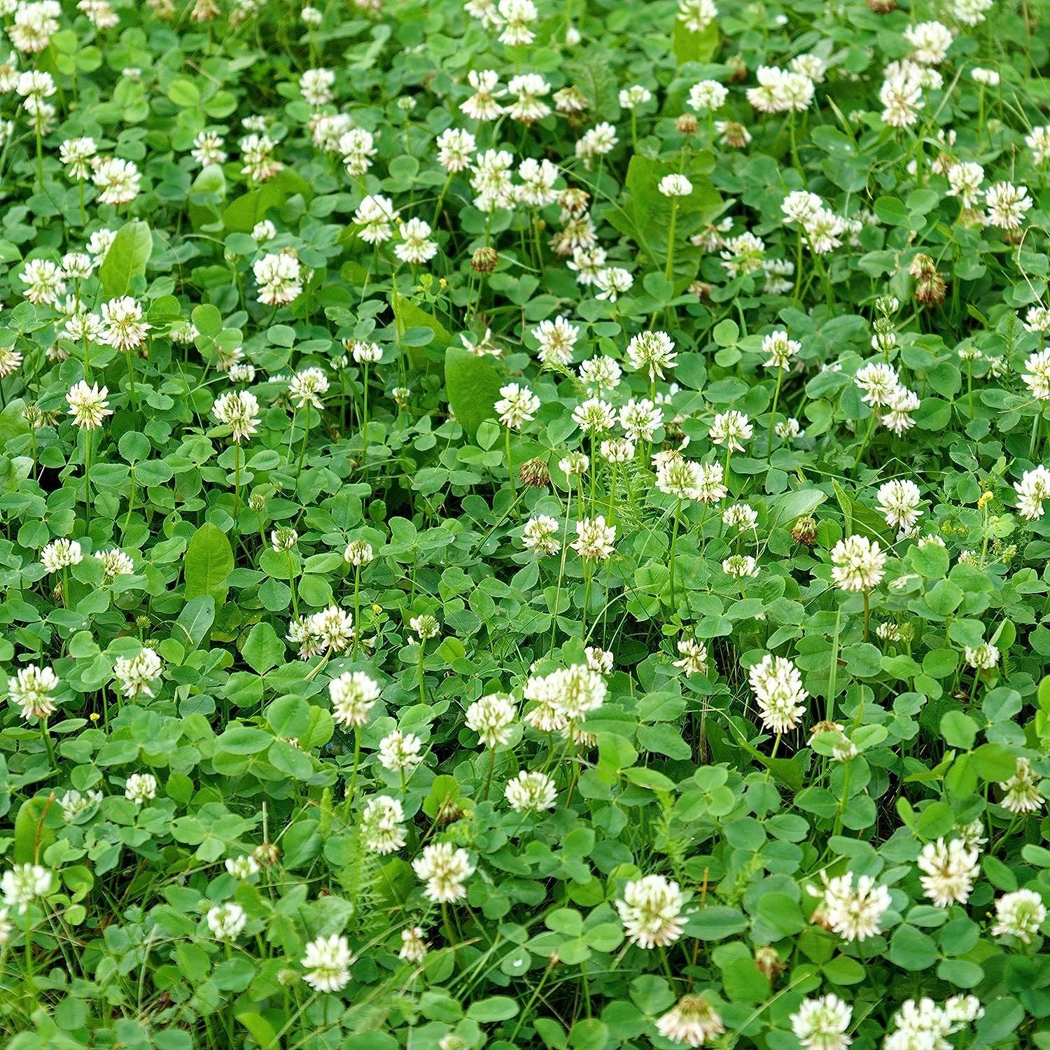 White Dutch Clover 200g