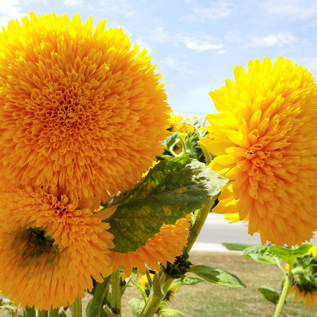 Sungold Sunflower - Tall Teddy Bear (Sungold) Sunflower - 50g, 1,600seeds