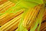 Survival Corn - Golden Bantam Corn – 160g, 500seeds