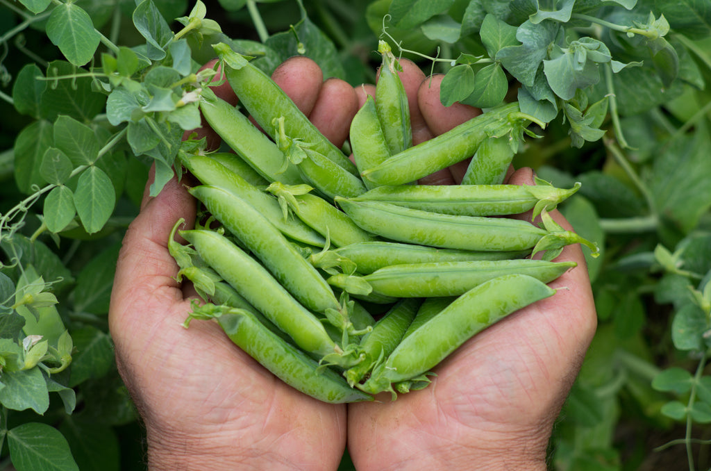 Survival Peas - Laxton’s Progress Bush Pea – 160g, 500seeds