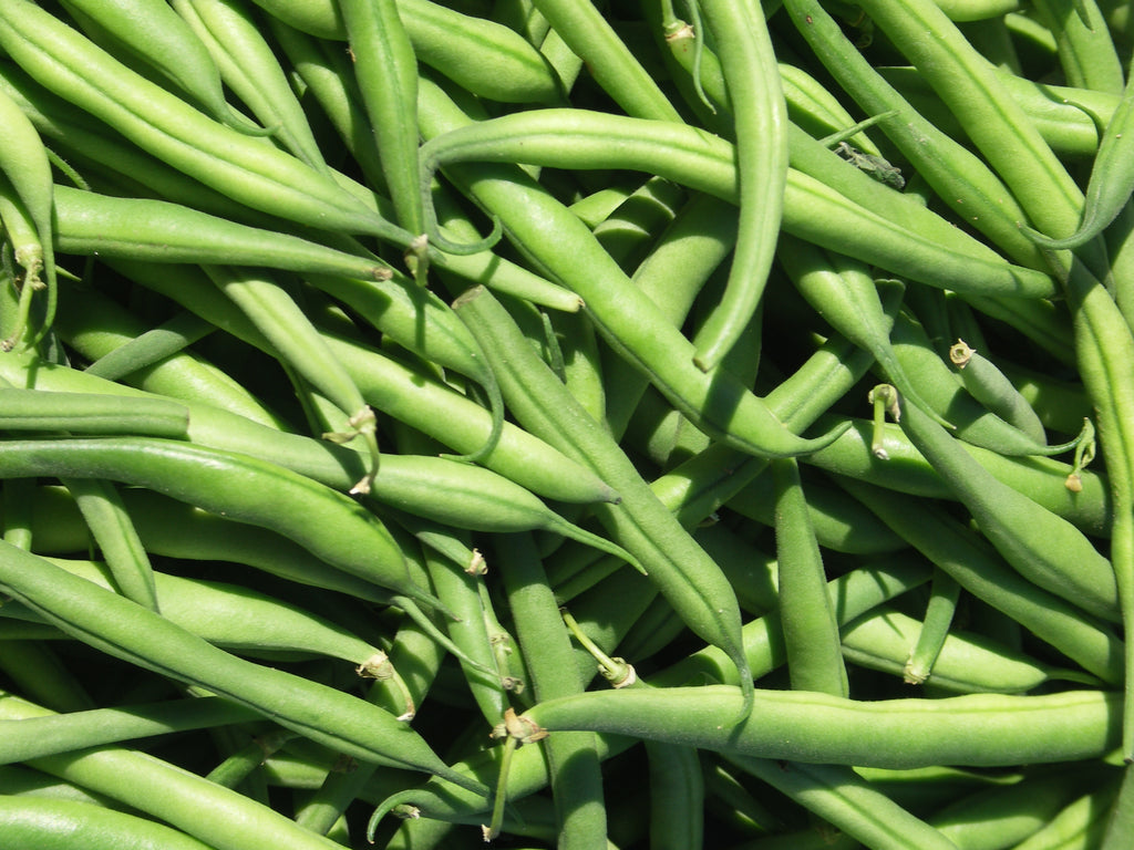 Survival Beans - Provider Bush Bean – 160g, 500seeds